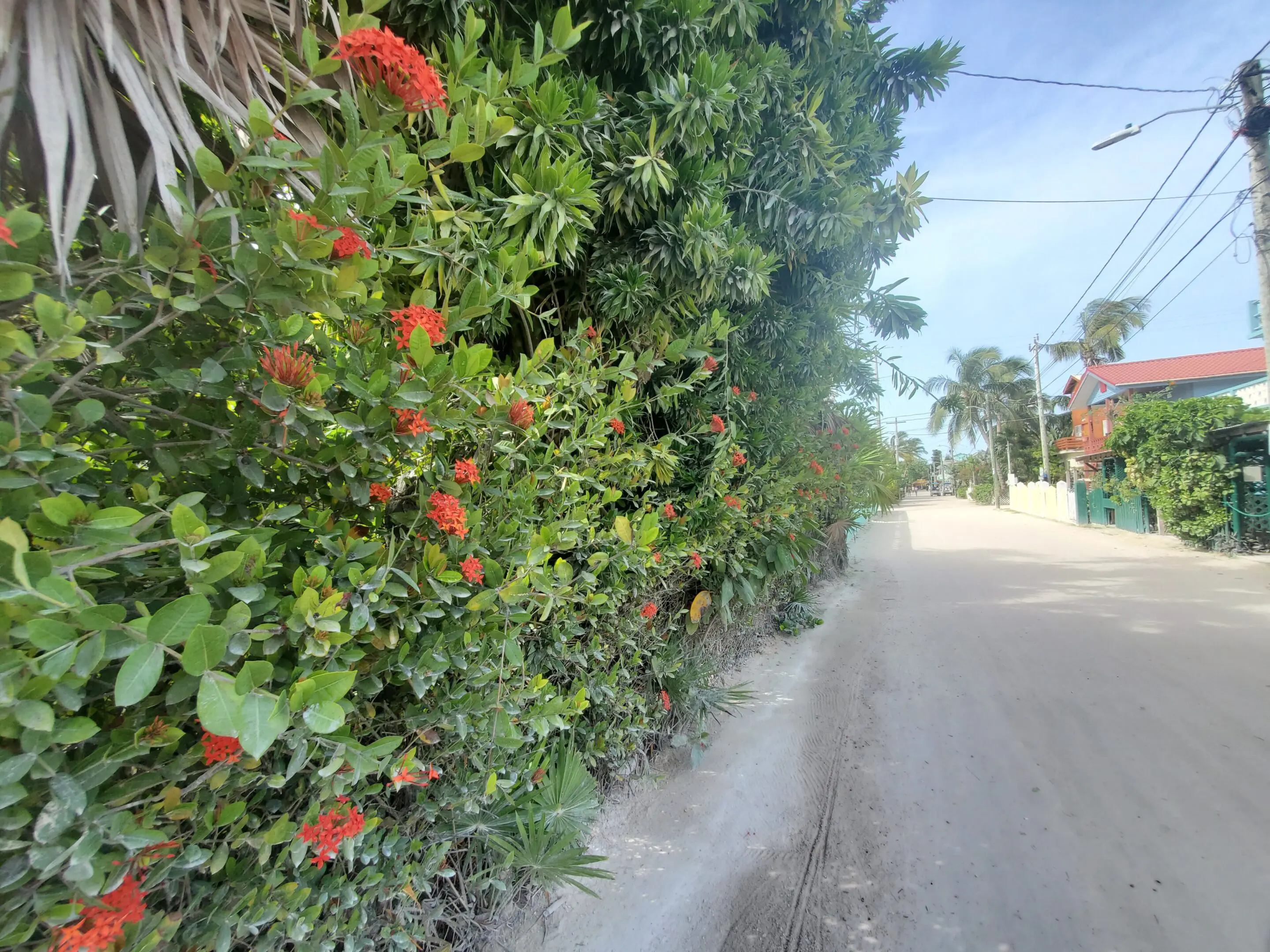 A street with bushes and trees on the side of it.