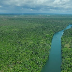 A river running through the middle of a forest.