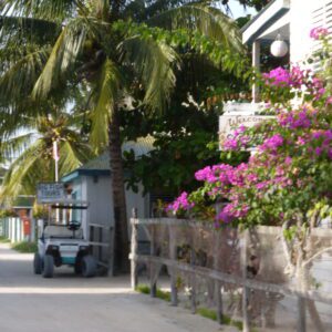 A street with palm trees and flowers on the side.