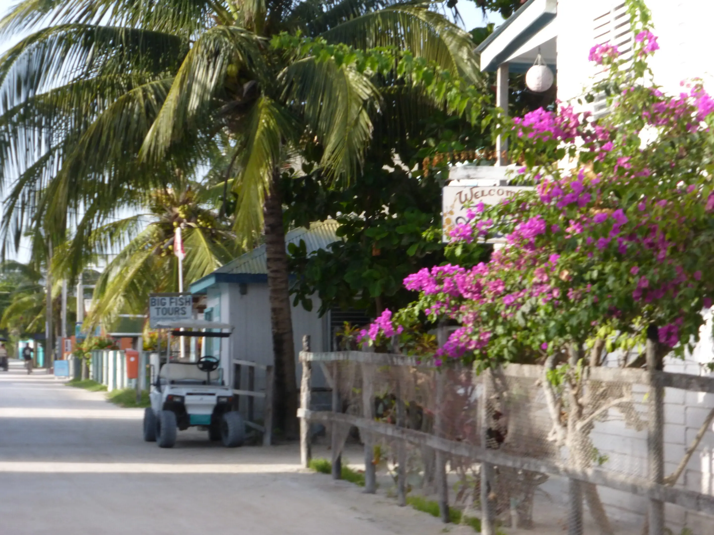 A street with palm trees and flowers on the side.