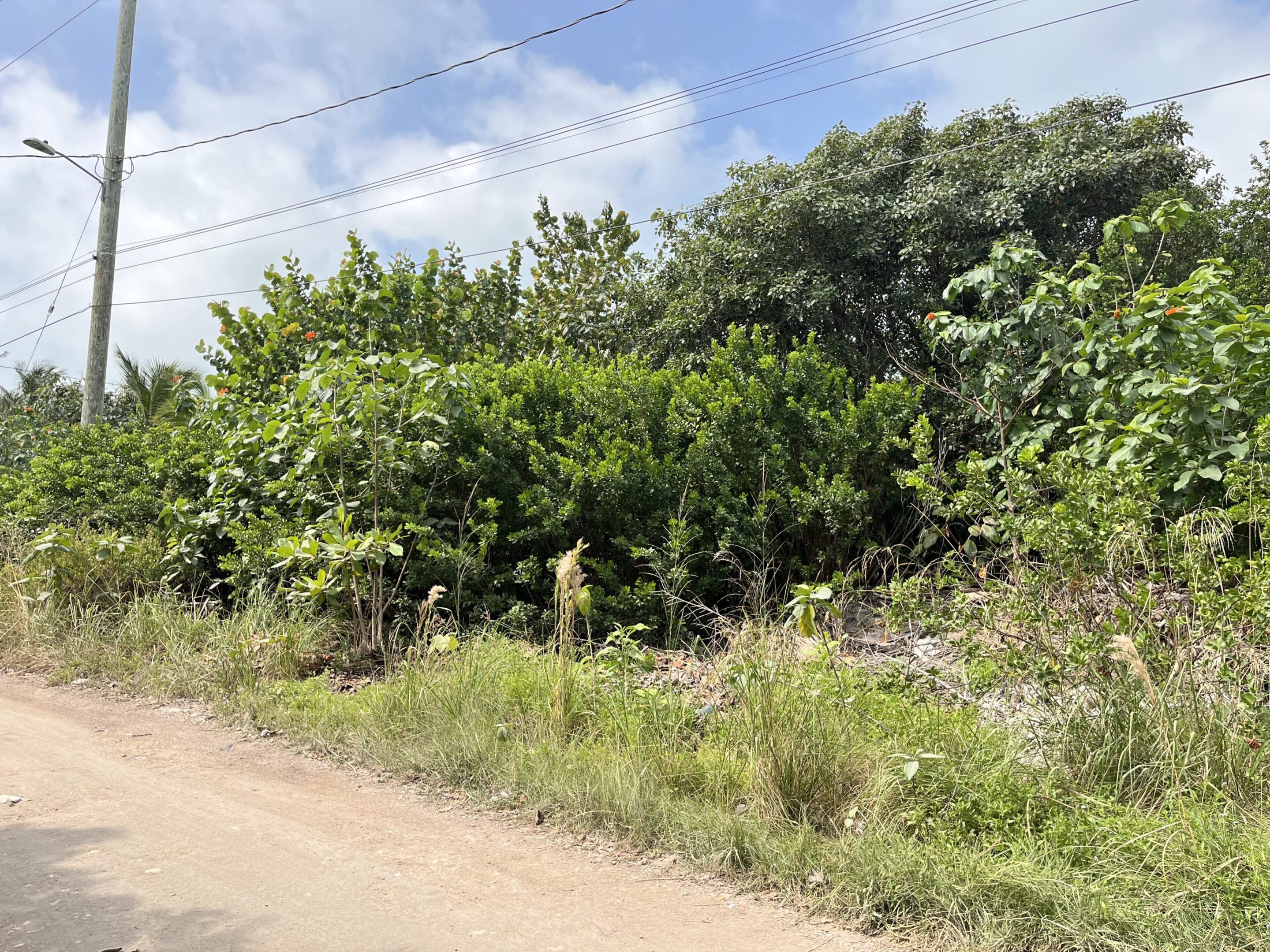 A lot of bushes and trees on the side of a road.