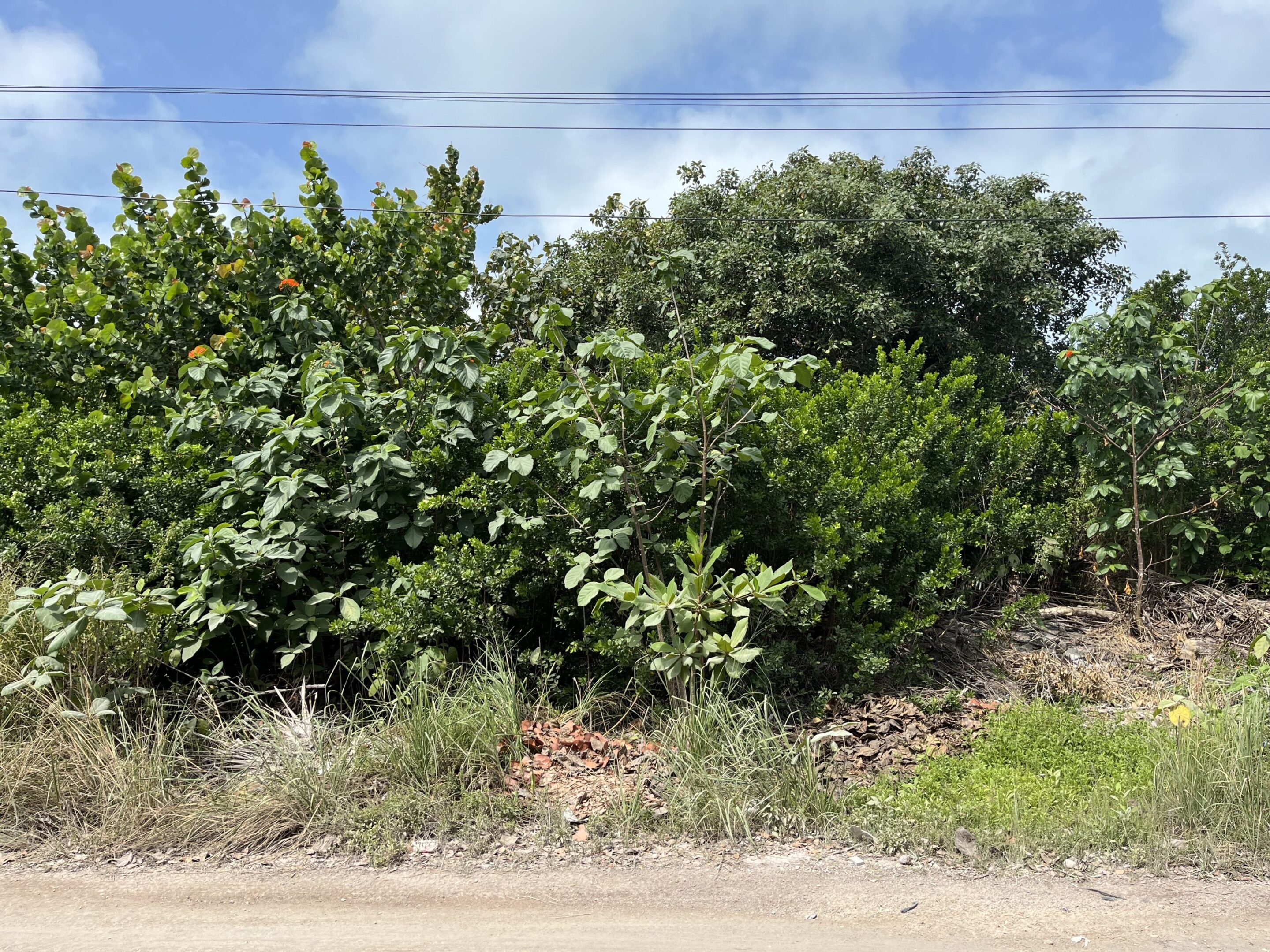 A bunch of bushes that are by the side of a road.