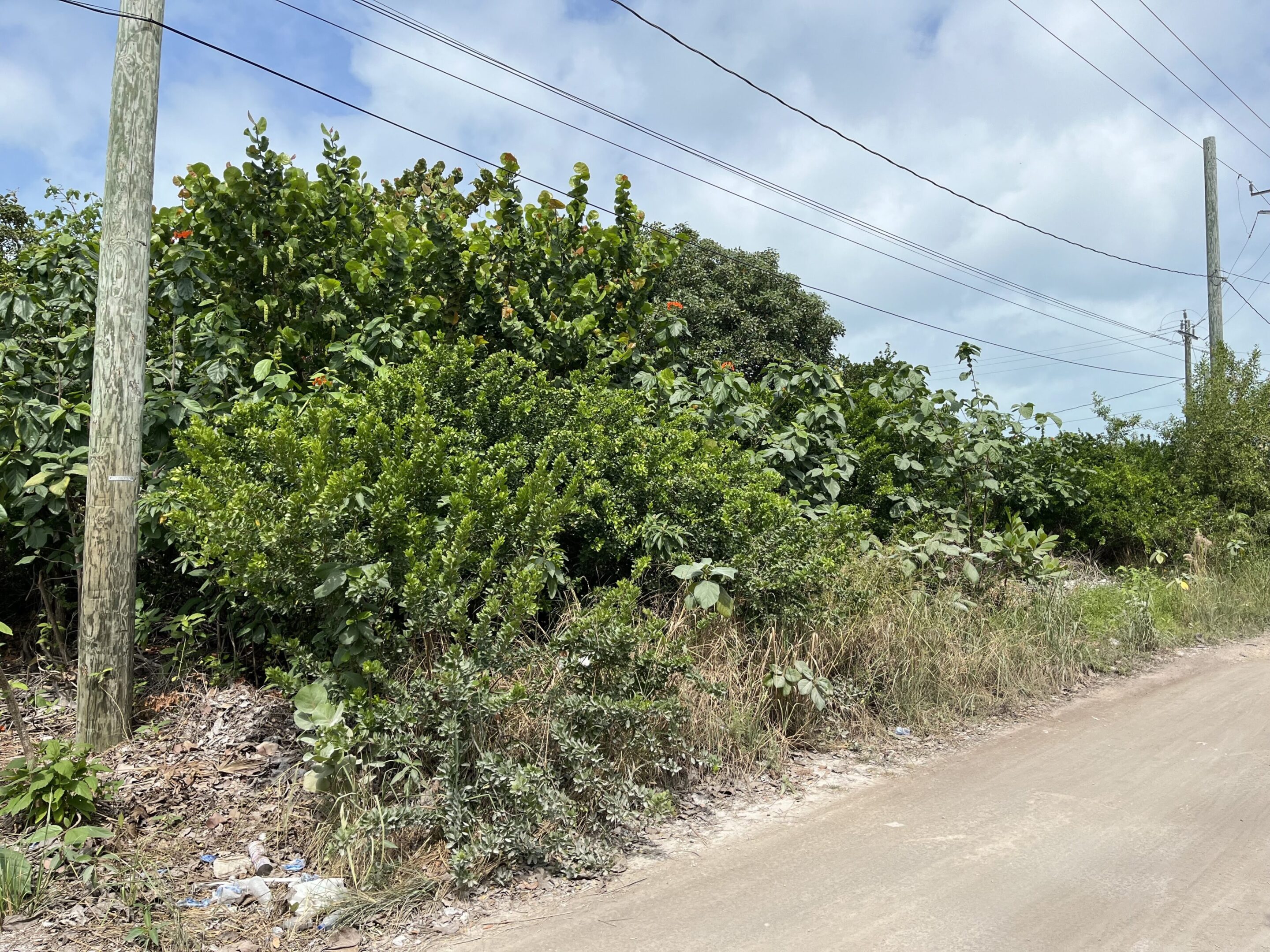 A lot of bushes and trees on the side of a road.