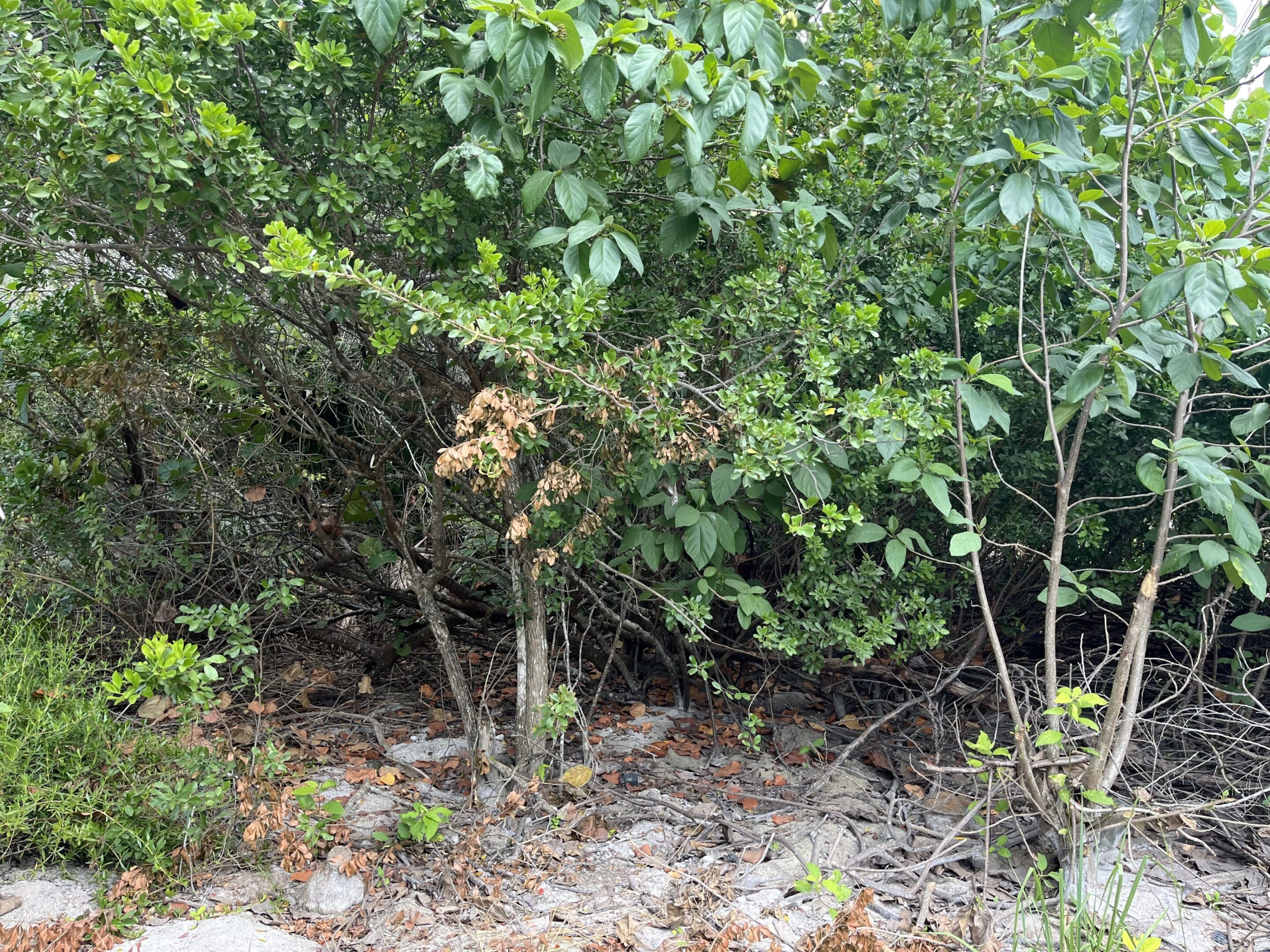 A bush with many leaves and bushes in the background