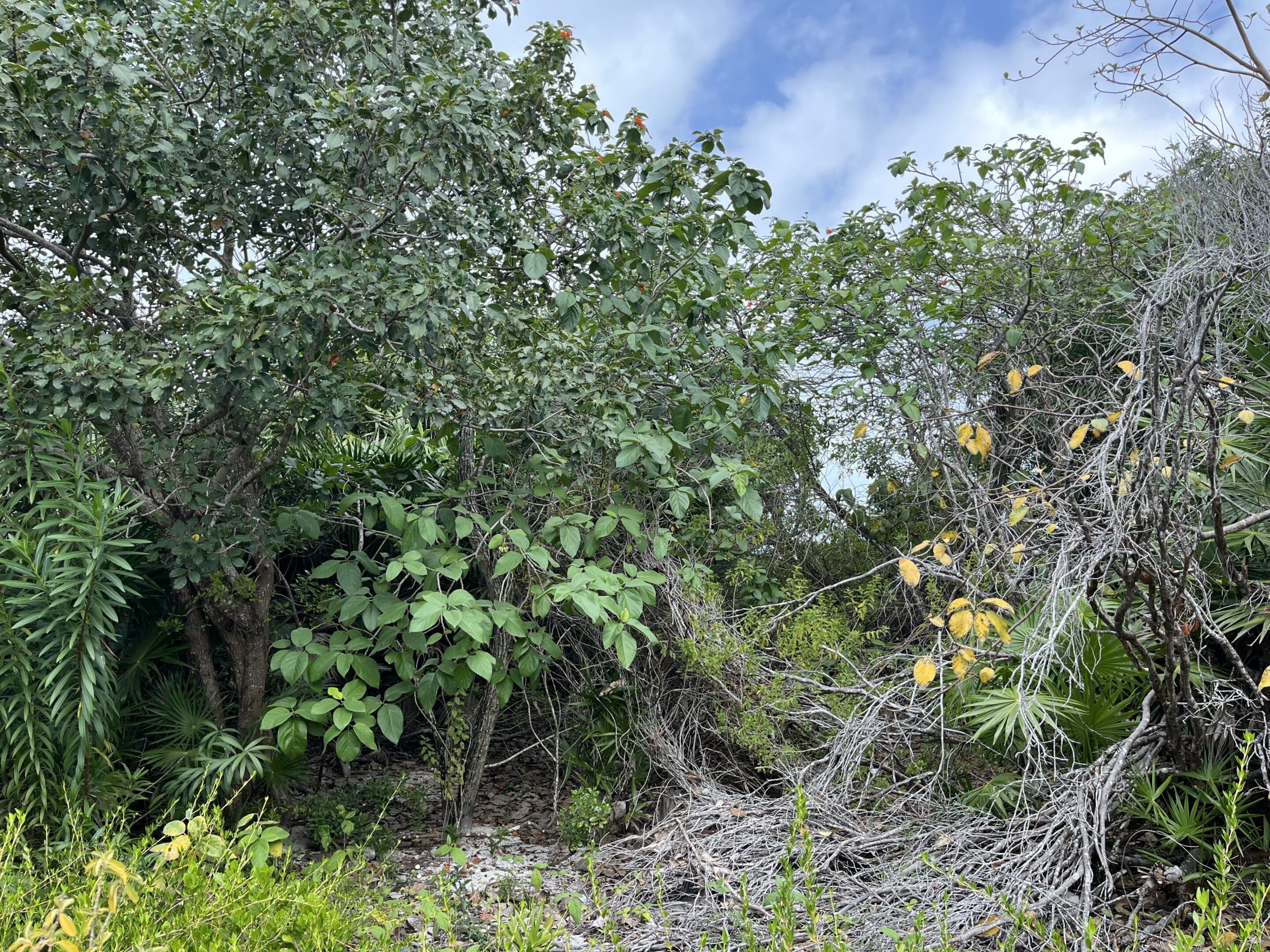 A bunch of trees that are in the grass.