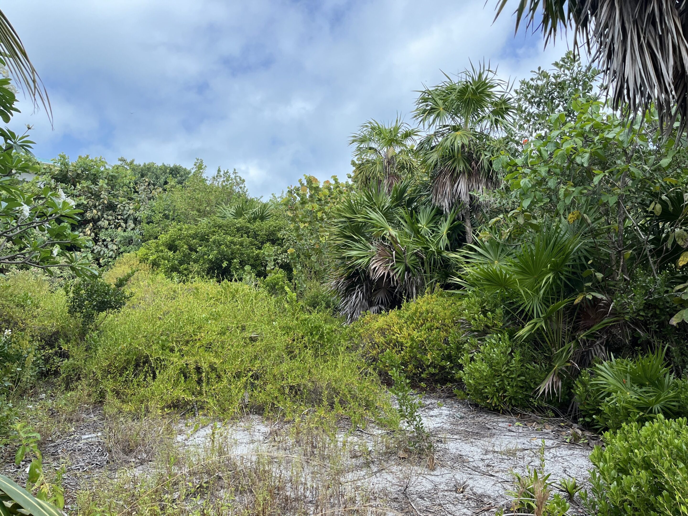 A sandy beach surrounded by trees and bushes.