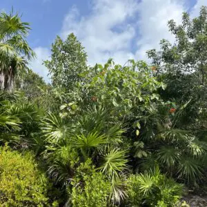 A lush green forest with lots of trees.