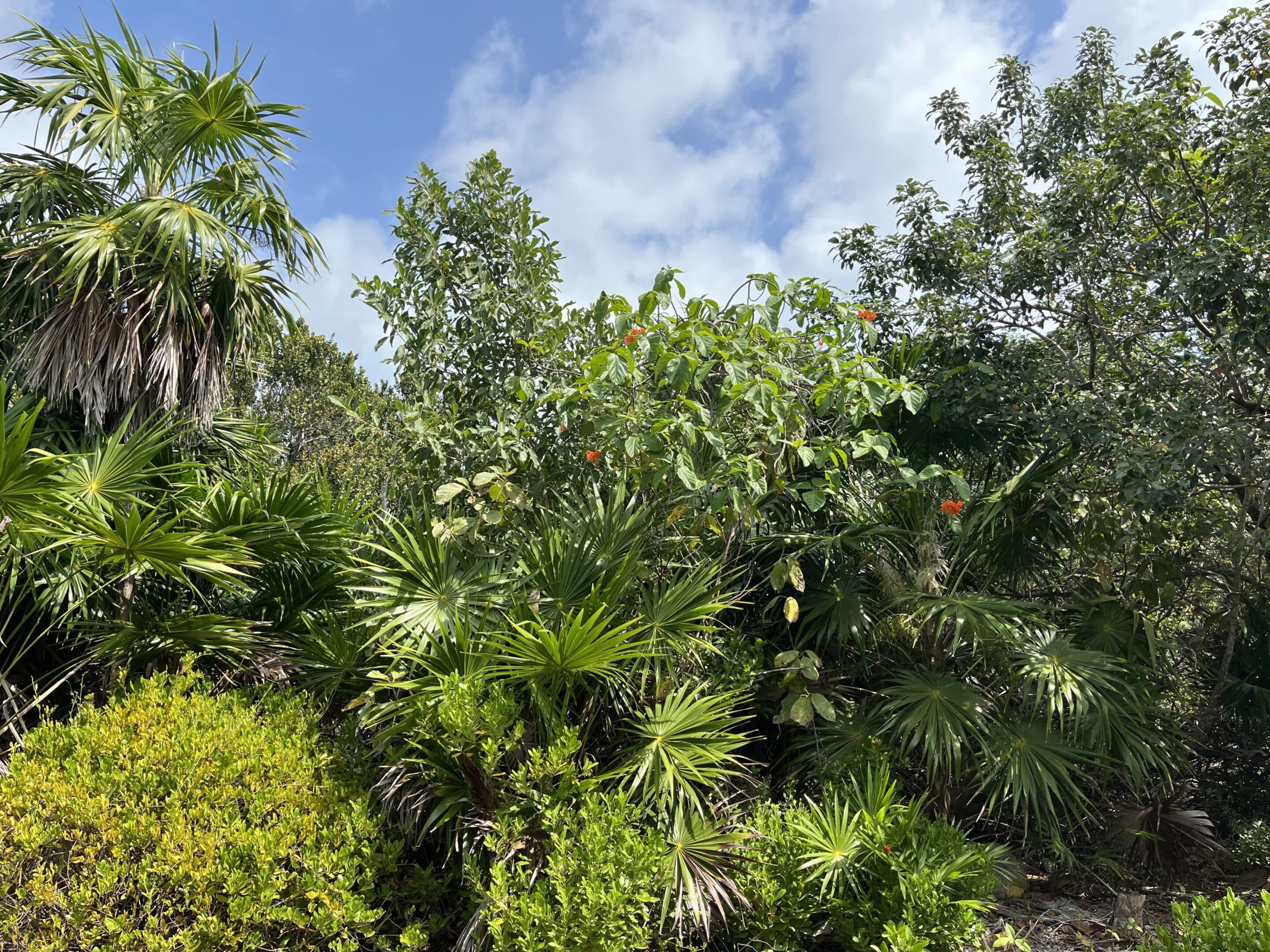 A lush green forest with lots of trees.