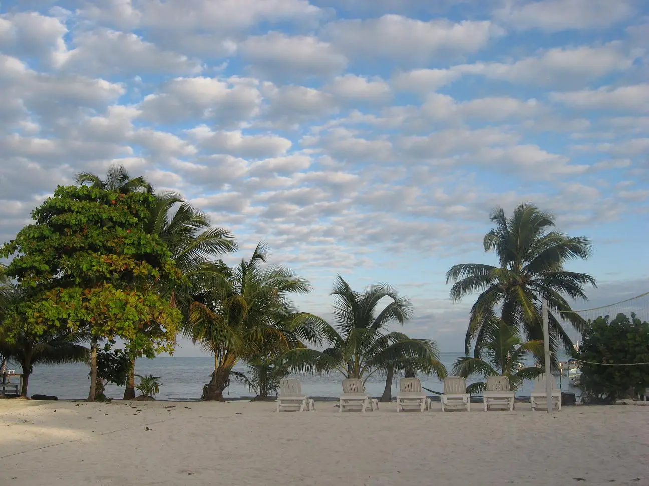 A beach with chairs and palm trees on the sand.