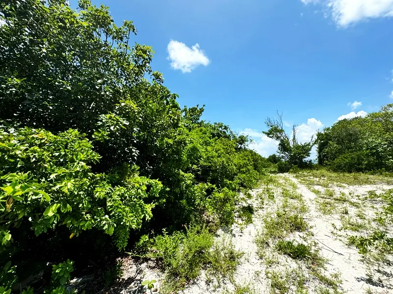 Caye Living Properties