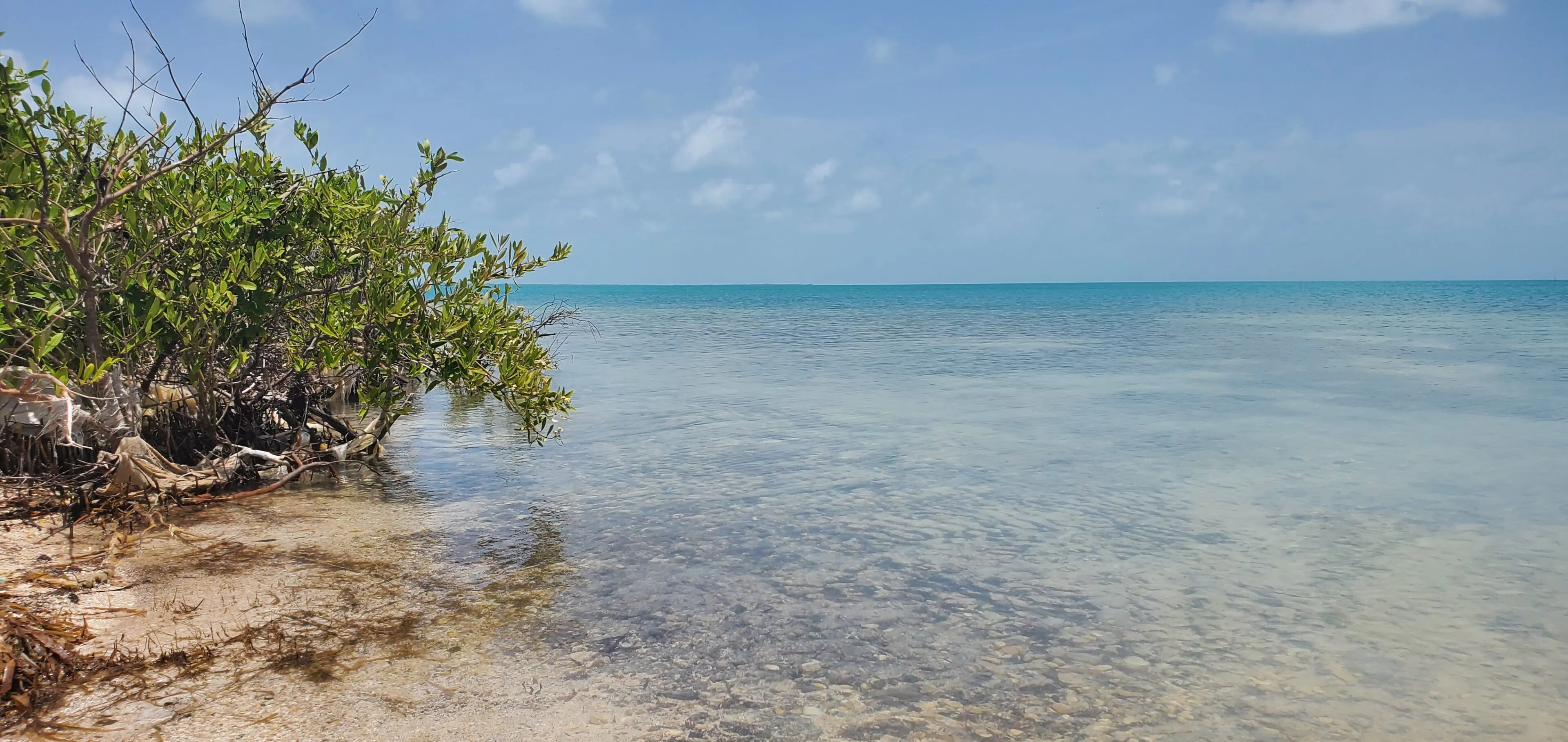 A tree on the beach with water in the background