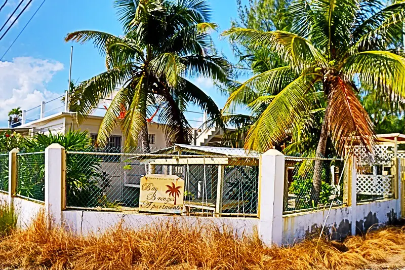 A fence with palm trees in the background.