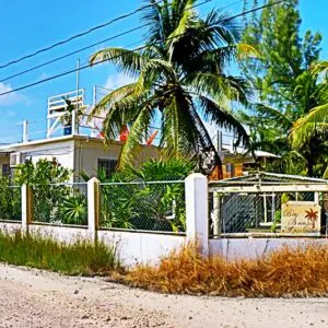 A fence with palm trees in the background.