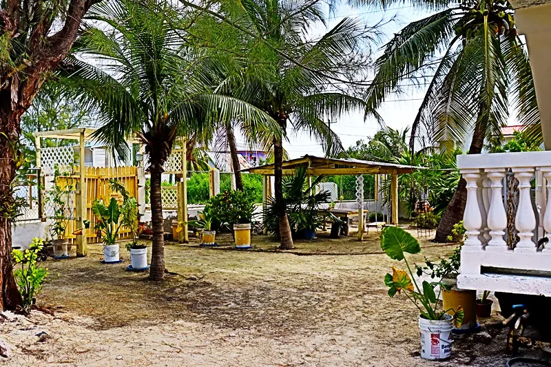 A palm tree filled yard with lots of plants.