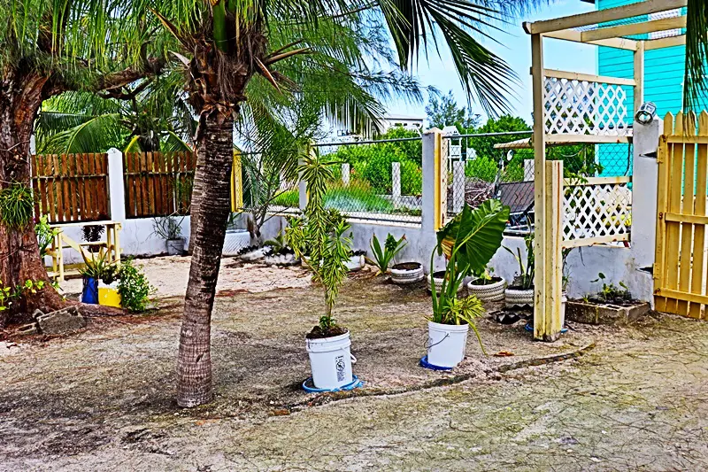 A couple of potted plants sitting in the middle of a yard.