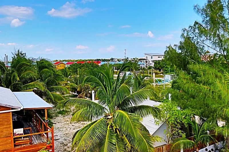 A view of palm trees and buildings from above.