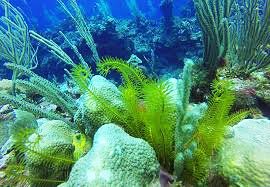 A coral reef with green algae and other plants.