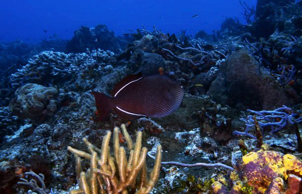 A fish swimming in the ocean next to some coral.