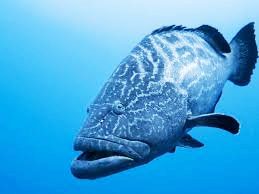 A large fish is swimming in the ocean.