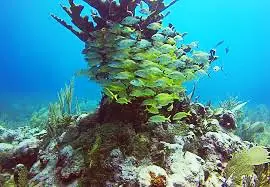 A coral reef with many fish swimming around it.