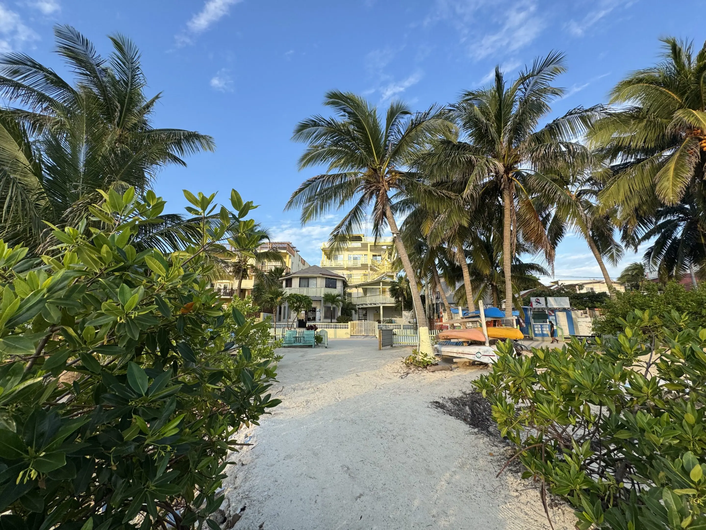 A path that is surrounded by palm trees.