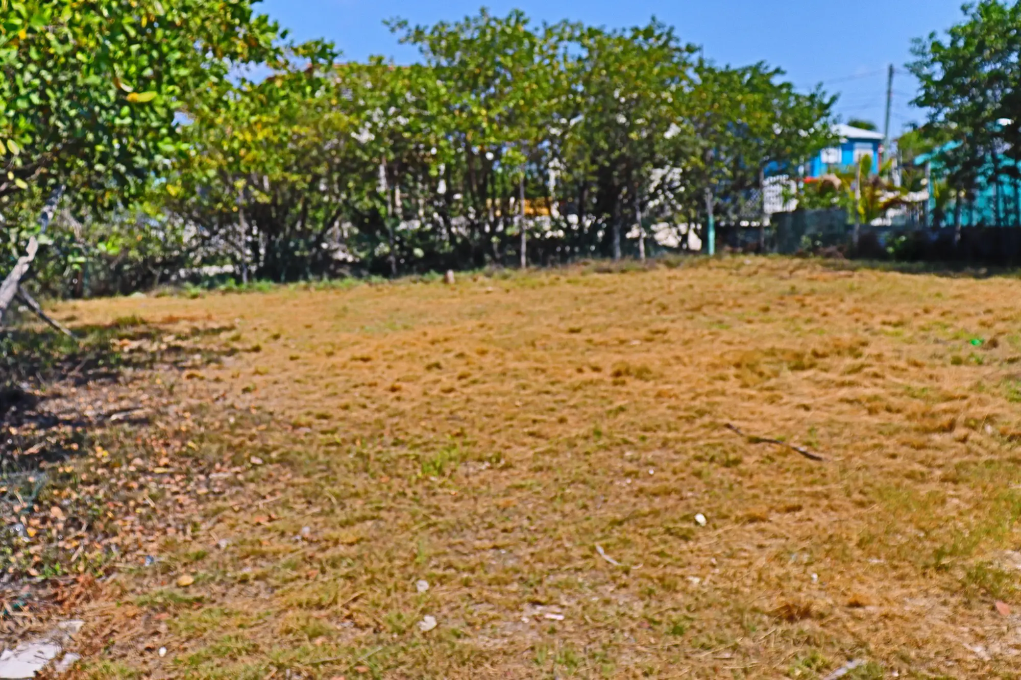 A field with trees and bushes in the background.