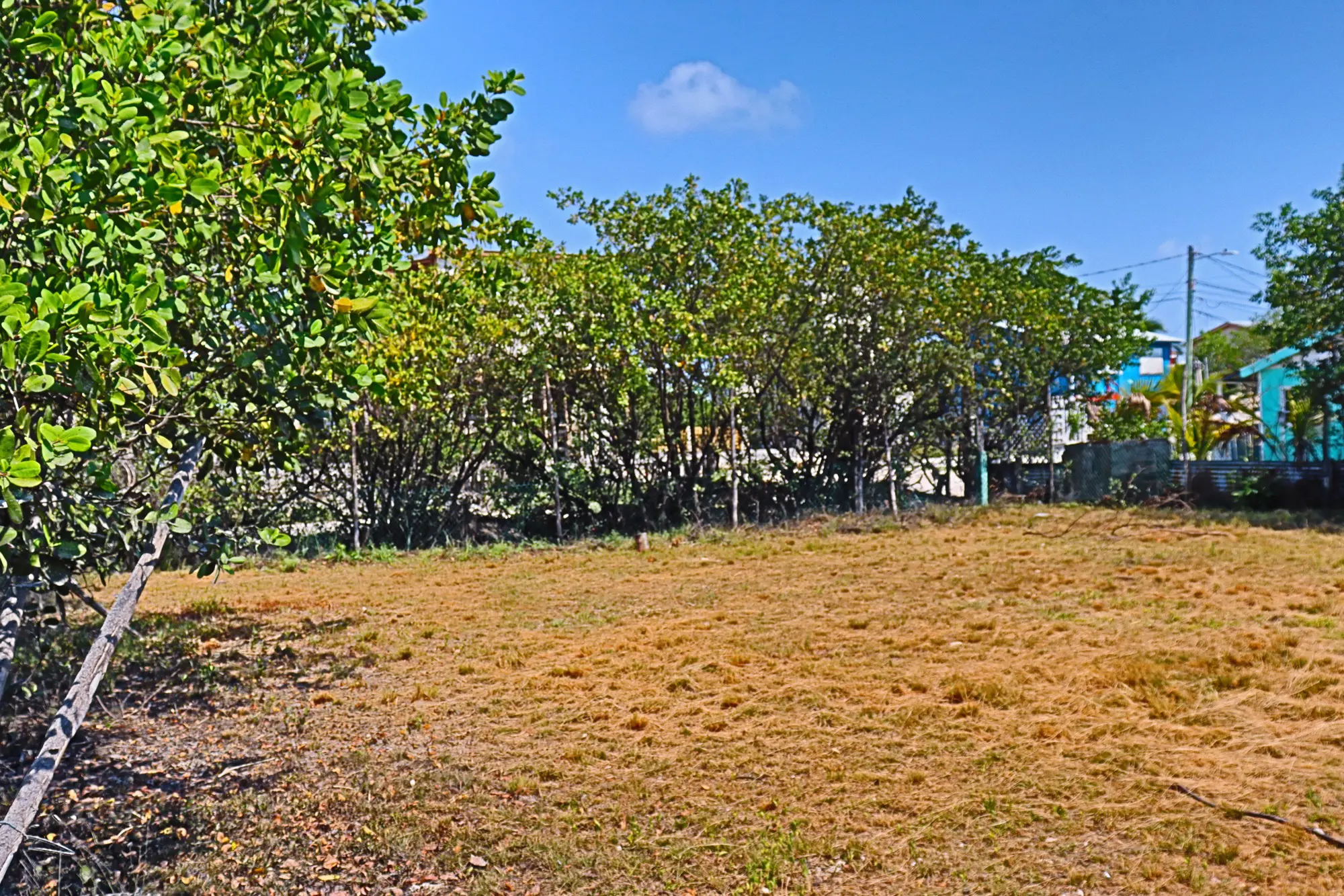 A field with trees and blue sky in the background.