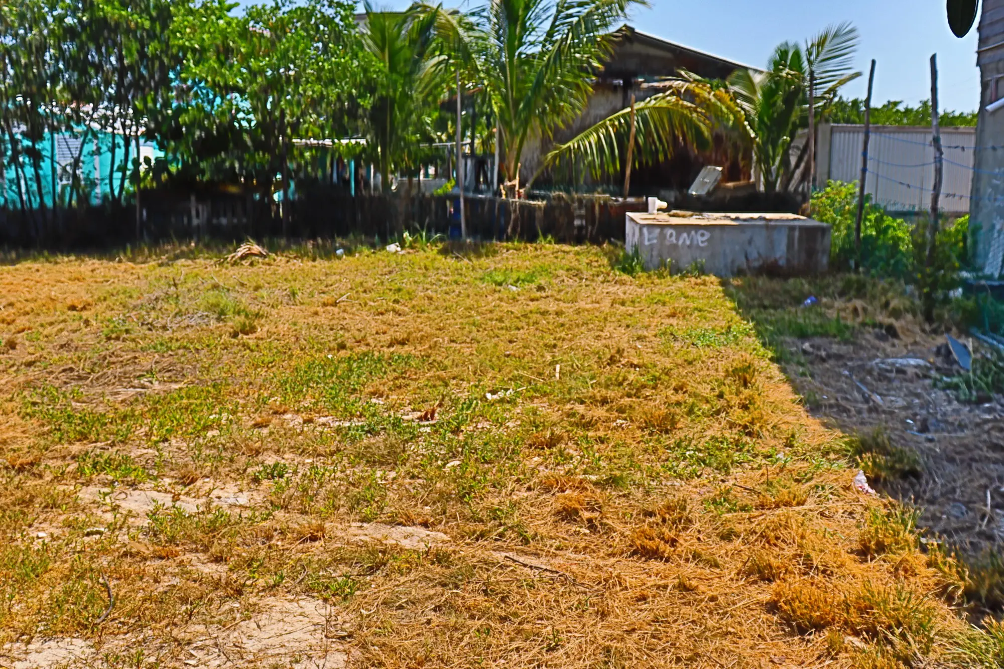 A view of an empty yard with grass everywhere.