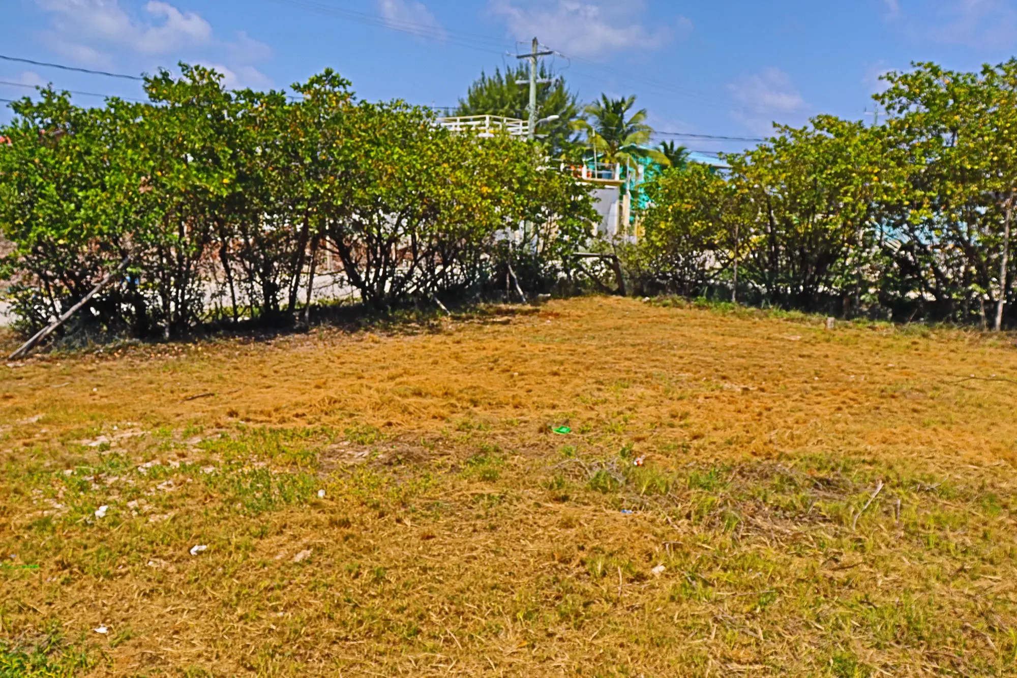 A large field with trees in the background.