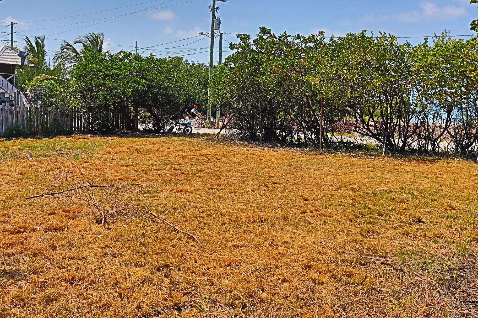 A field with brown grass and trees in the background.