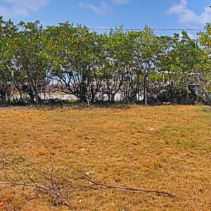 A field with trees in the background and blue sky.