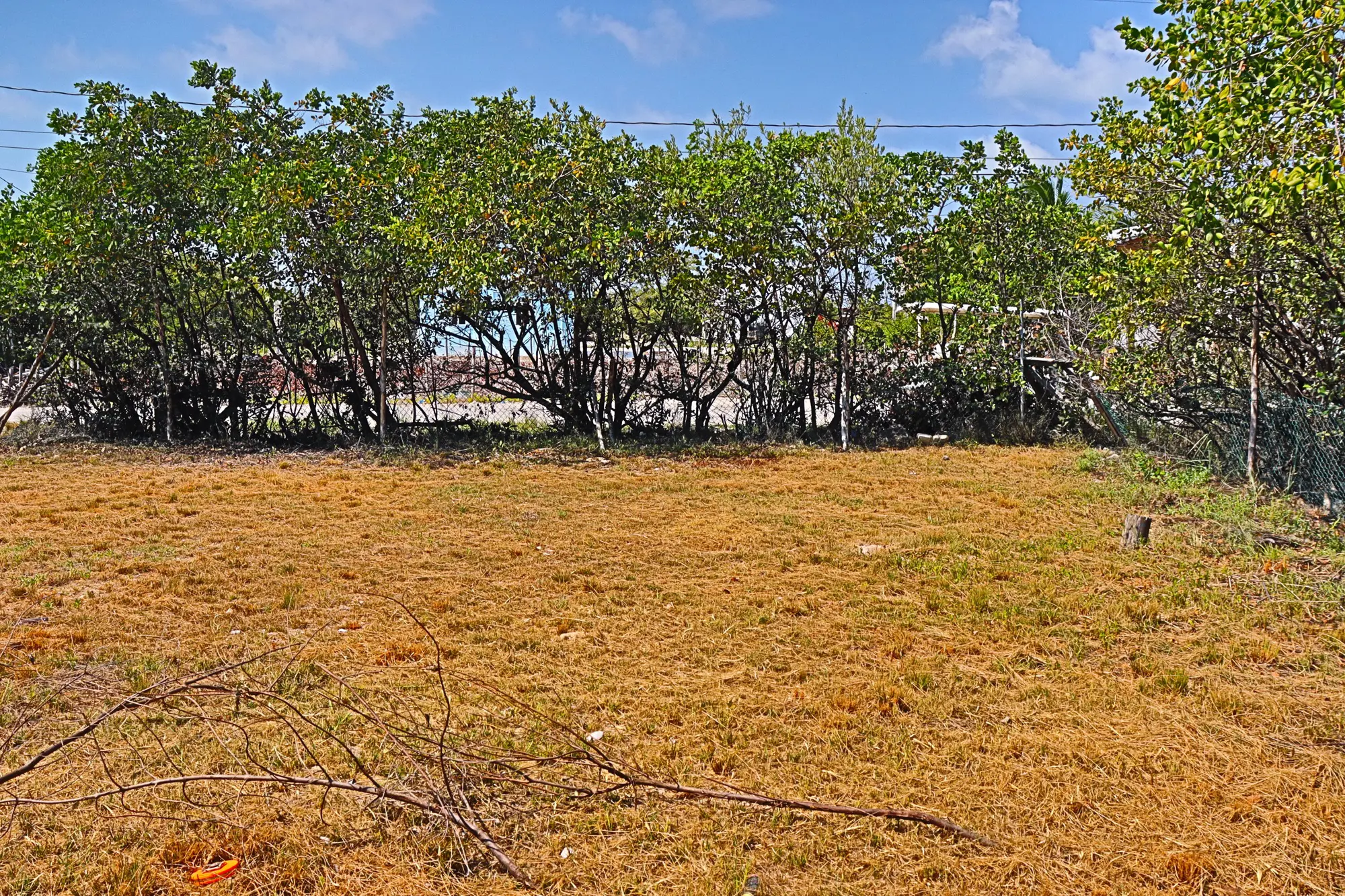 A field with trees in the background and blue sky.