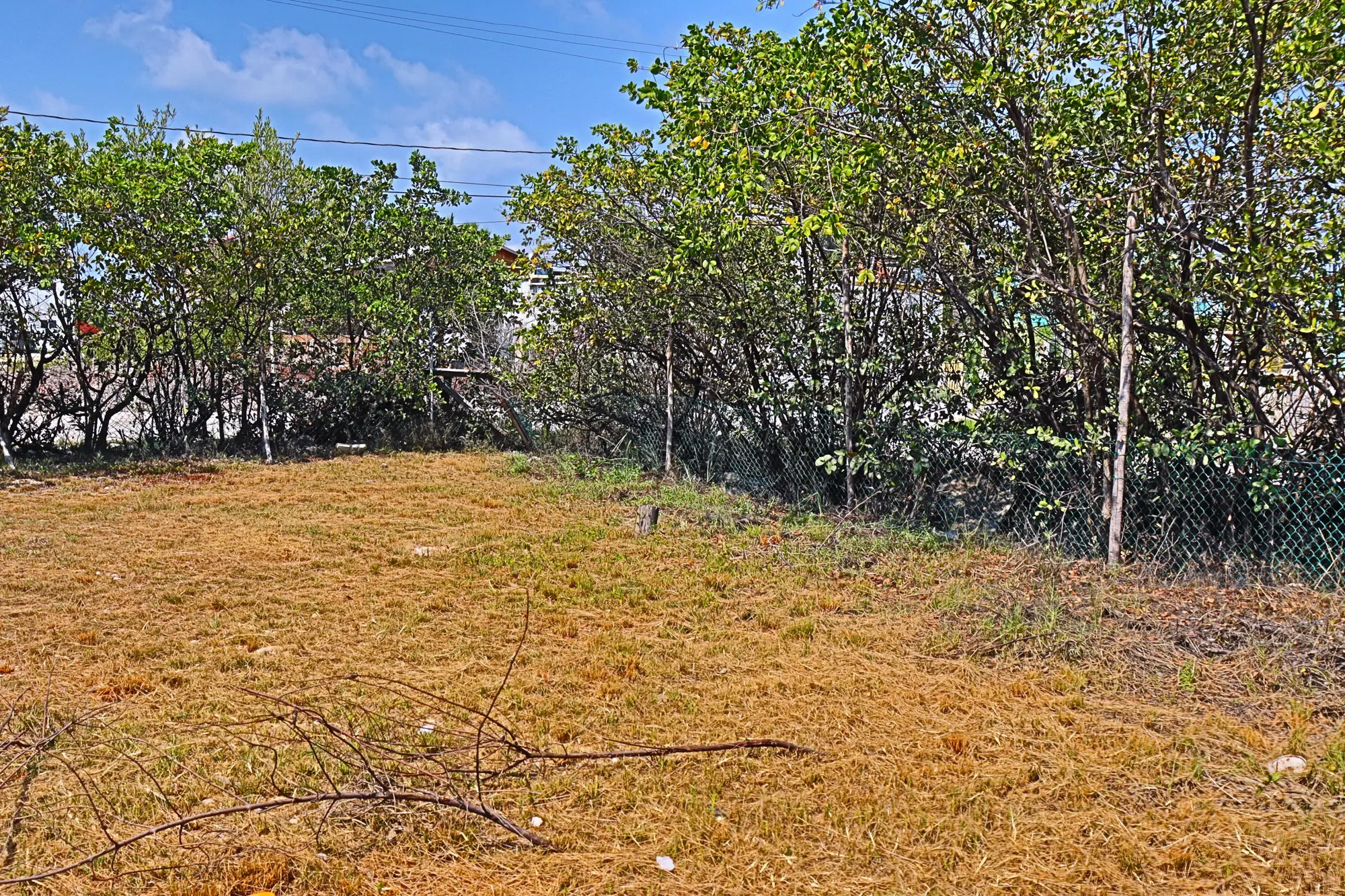 A field with trees and bushes in the background.