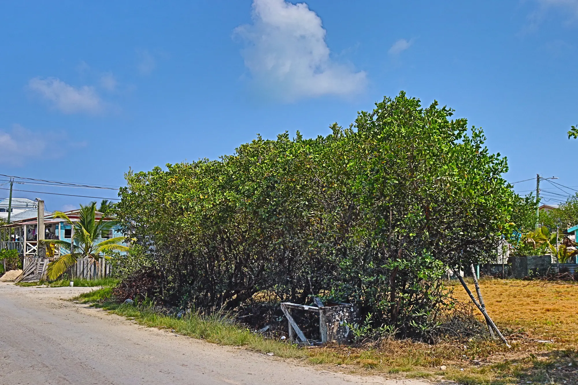 A tree that is growing in the middle of a road.