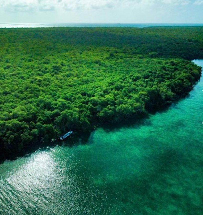 A body of water with trees in the background