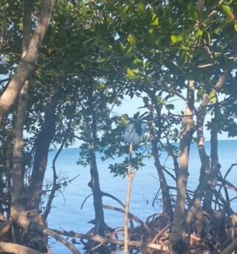 A view of trees and water from the shore.