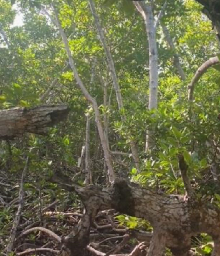 A forest with many trees and bushes