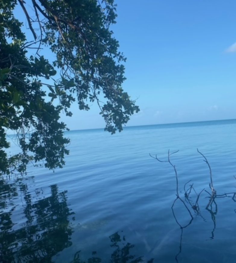 A tree is in the middle of the water