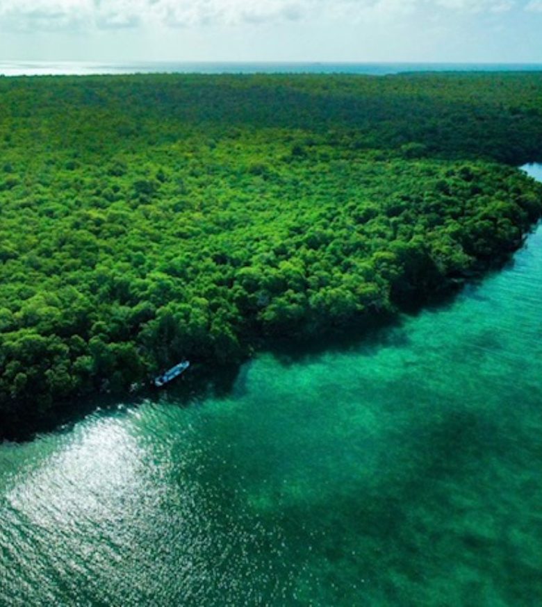 A body of water with trees in the background