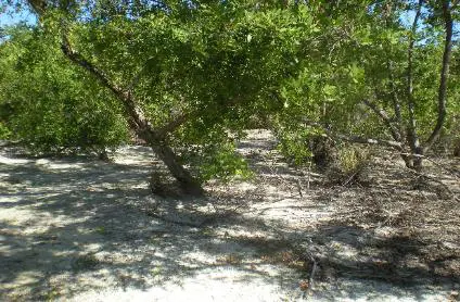 A tree is shown in the middle of a sandy area.