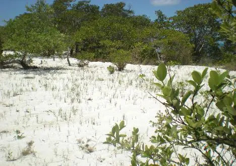 A field with trees and bushes in the background.