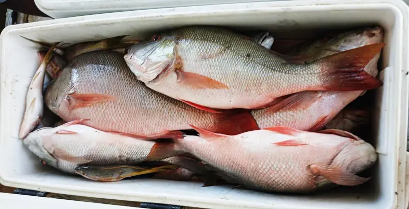 A close up of fish in a container