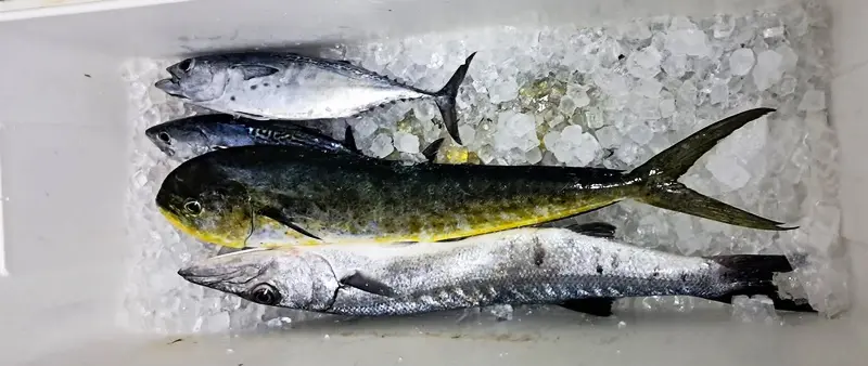 A group of fish sitting on top of ice.