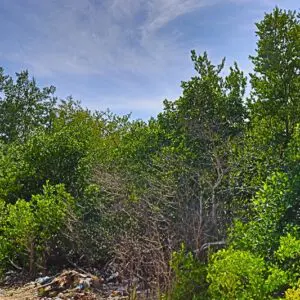 A forest with trees and bushes on the side of it.