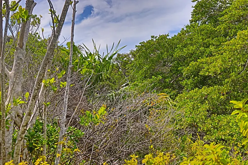 A view of trees and bushes in the distance.