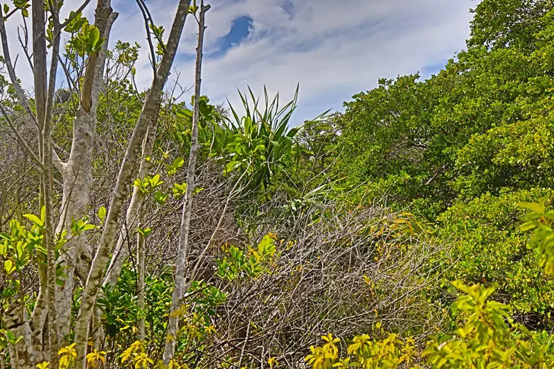 A view of trees and bushes in the woods.