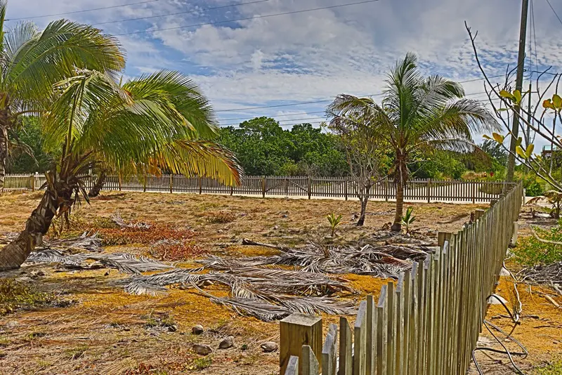 A fence and some trees in the dirt.