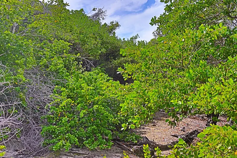 A view of trees and bushes in the woods.