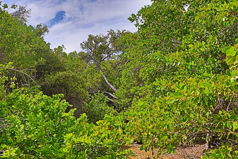 A view of trees and bushes in the woods.