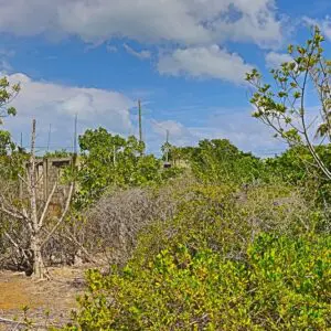 A view of trees and bushes in the desert.